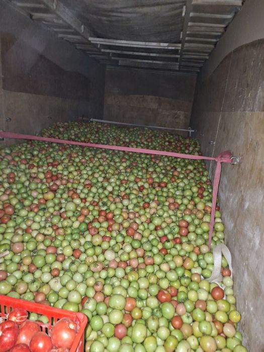 Kuk pamidor jizzax maydonida yetiwtirilgan