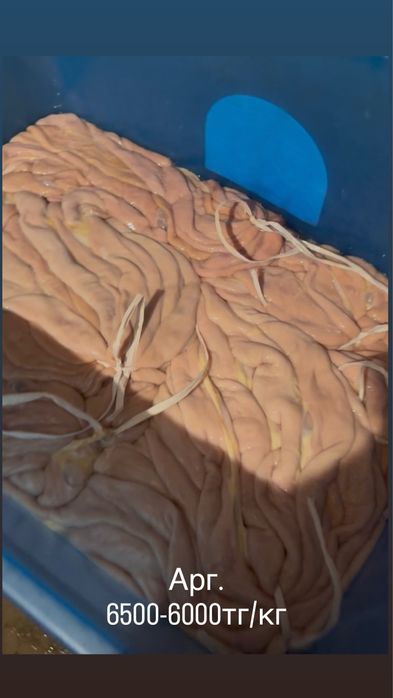 Продам конские кишки