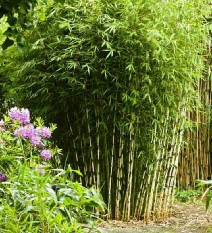 Бамбук декоративен