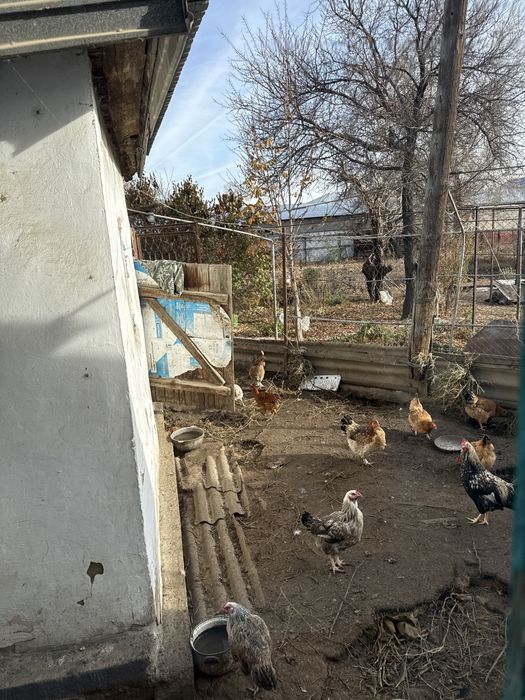 Куры и петухи живые или на мясо