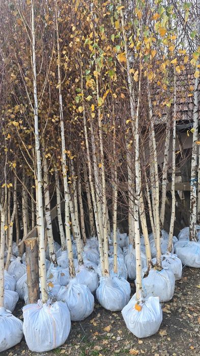 Mesteacăn cu coaja albă