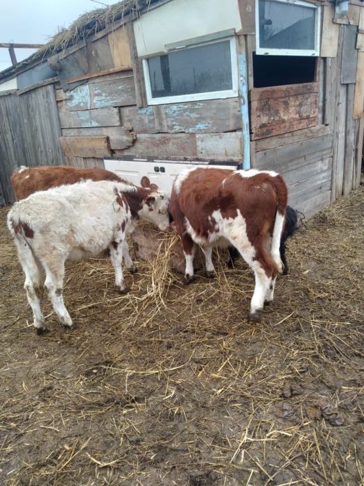 Баспактар сатылады.