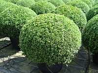 Buxus sempervirens glob mare,plante decorative, plante ornamentale