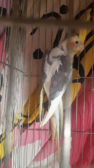 Корели - мъжки,женски и бебета