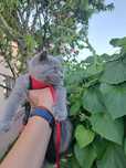 Fetita british shorthair blue cu pedigree