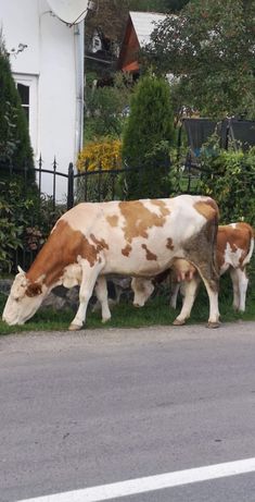 Vacă rasă bălțată