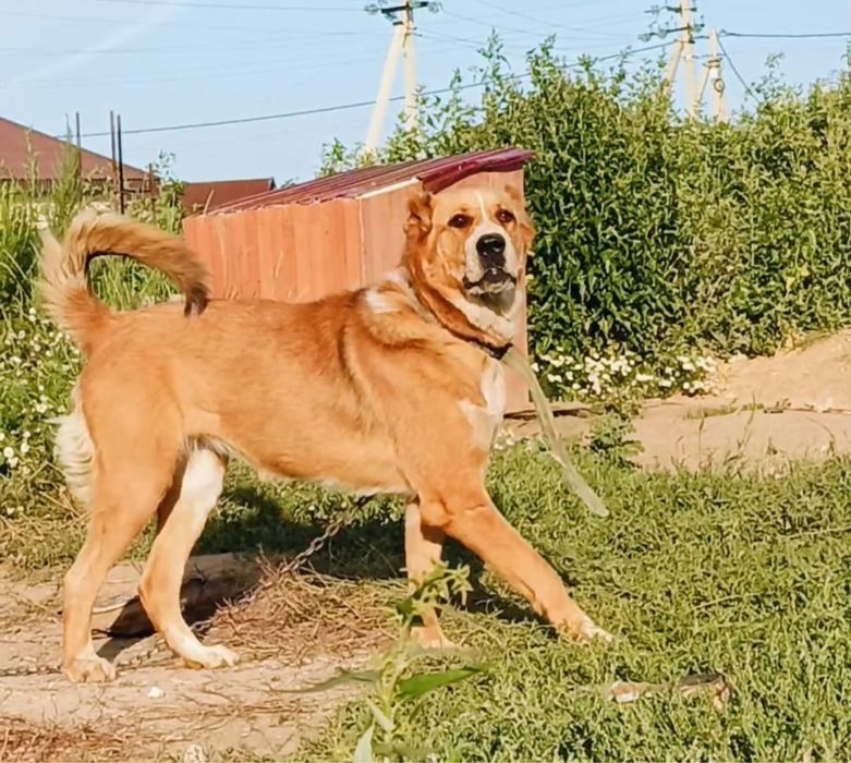 Продам алабай сука