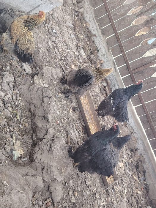 Vând găini Brahma  150 lei bucata mai multe detalii la telefon
