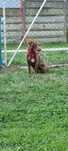 Patterdale terrier