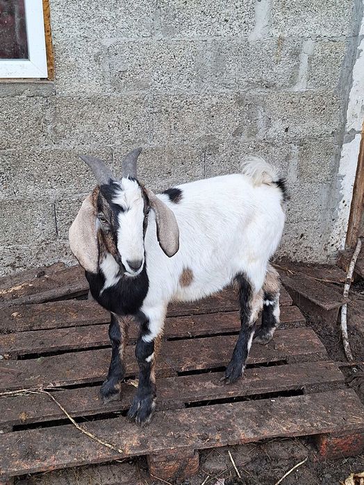 Vand 2 tapi anglo nubieni