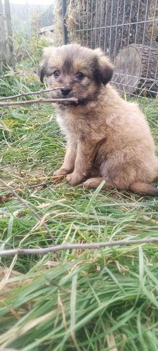 Donez metis de jagdterrier de 8 săptămâni