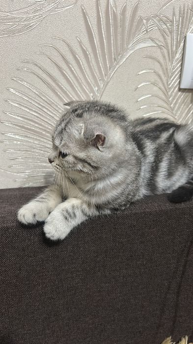 Котенок  4 месяца