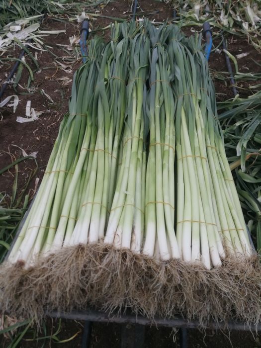 Семе за праз реколта 2025