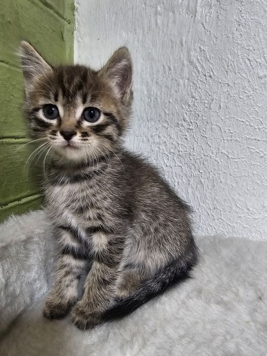 Отдам котят в добрые руки!