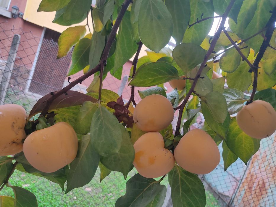 Райска ябълка и Киви