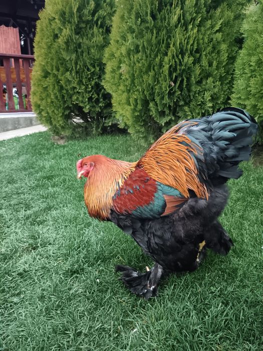 Vând doi cocosi brahma potarnichiu 2025