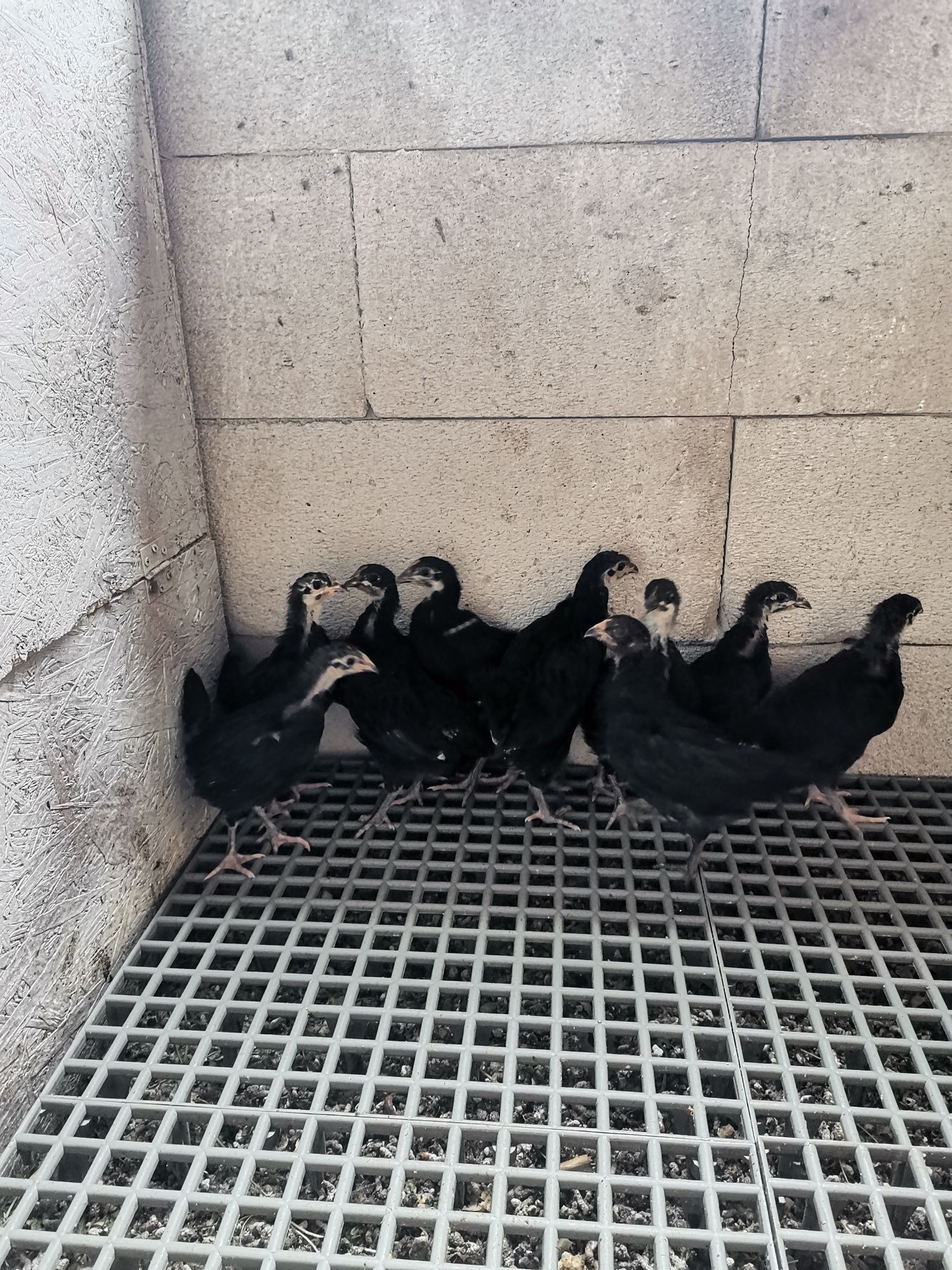 Pui australorp 6-7 săptămâni