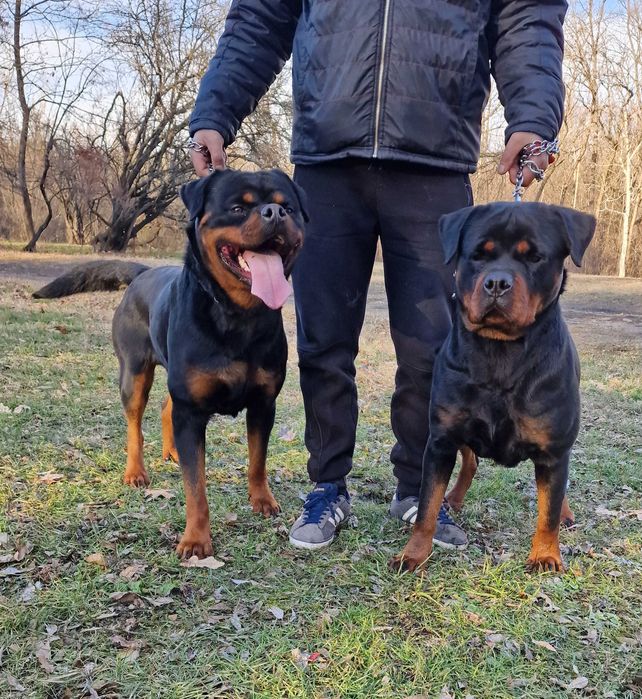 Ротвайлери с родословие