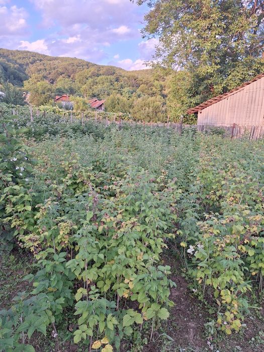 Butasi de mur THORNFREE  si zmeura.