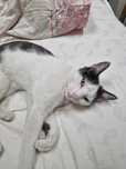 Pisicuta spre adoptie