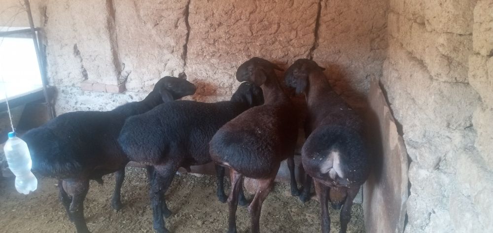Qo'chqor qo'ylar sotiladi
