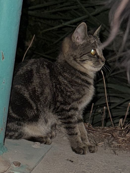 Кошечка в добрые руки