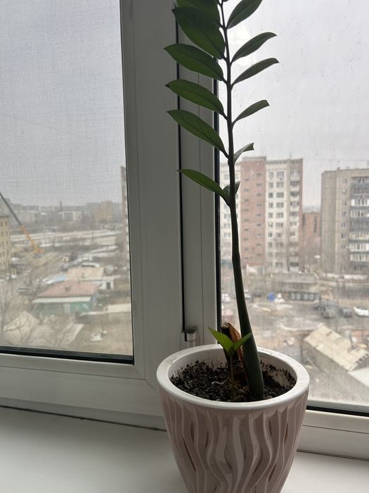 Замиакулькас -долларовое дерево