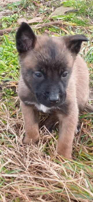 Femela Ciobanesc Belgian