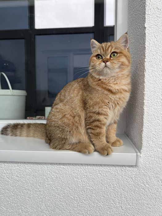 British shorthair