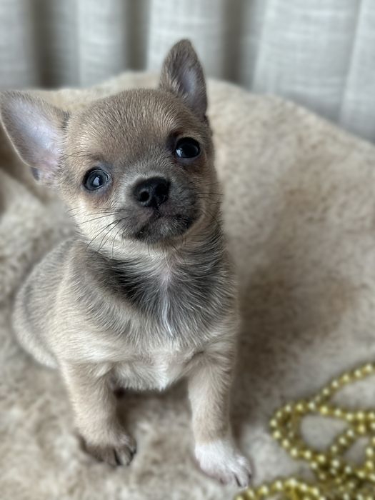 Продается Чихуахуа Мини