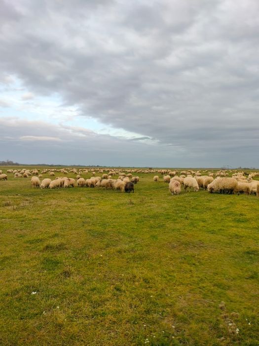 Oi de vânzare la a 3,2,1 fătare