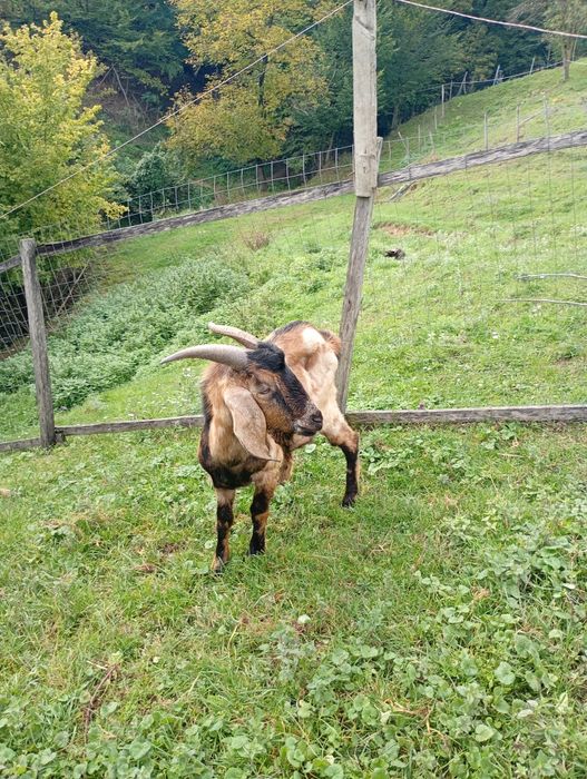 Vând țap anglonubian