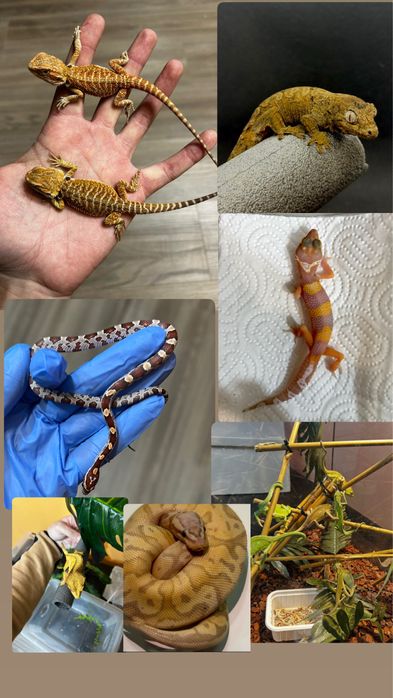 Екзотични животни широка гама- всякакви видове включително по-поръчка