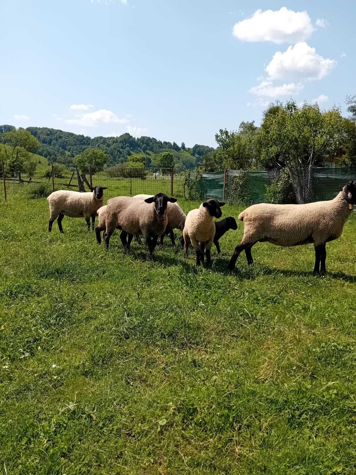 Oi Suffolk de vânzare