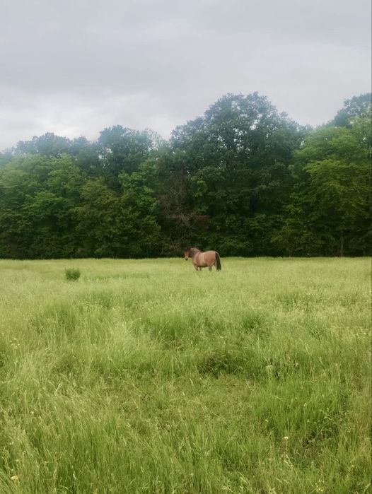 Vând cal semi-greu, femelă pentru călărie sau tracțiune