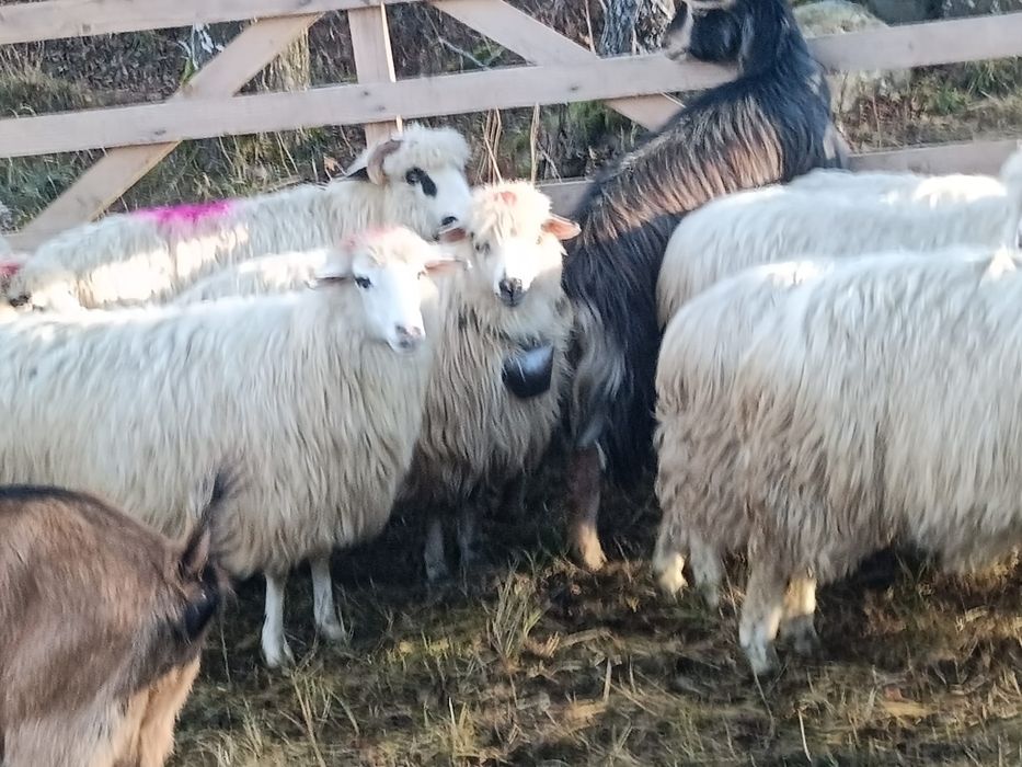 Vând oi și miei!