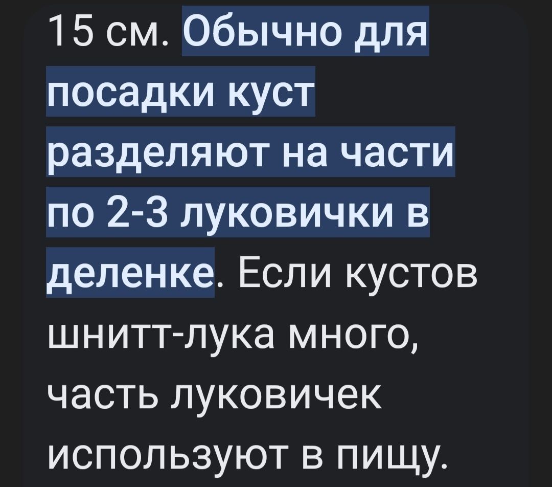 Продам  рассаду лук Шнитт многолетник.