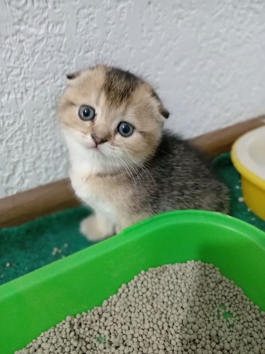 Шотландские котята