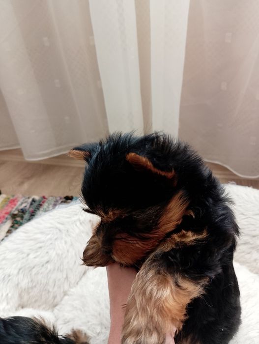 Мини йорки момченце