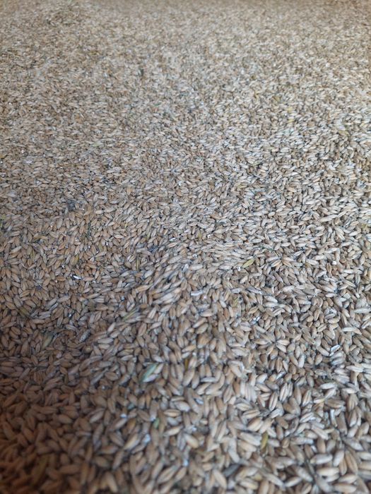 Vând triticale 2025