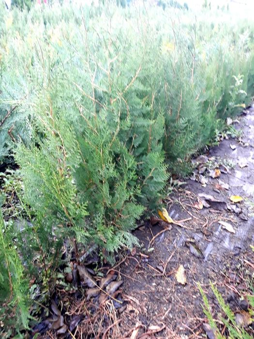 tuia  Biota-Reducere