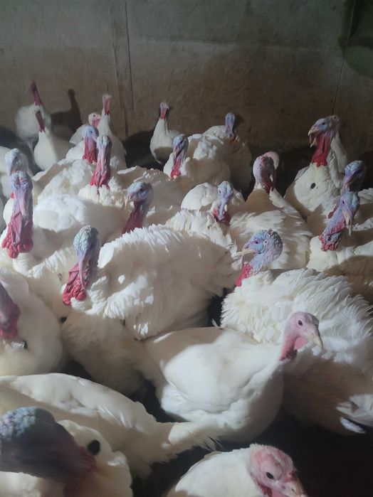 Vând curcani si curci