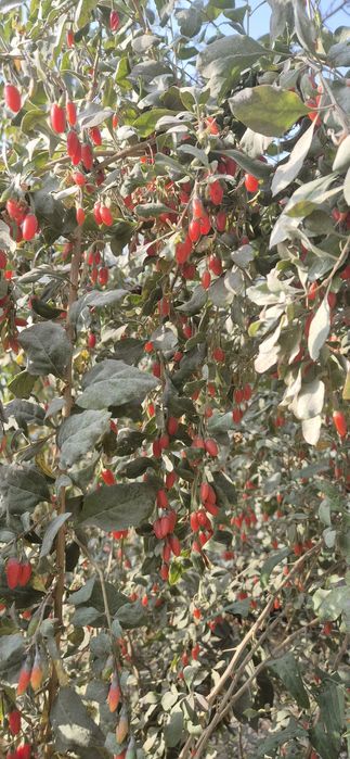 Ягода годжи меваси сотилади