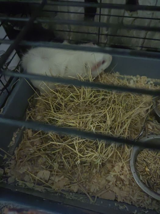 Продам морскую свинку с клеткой