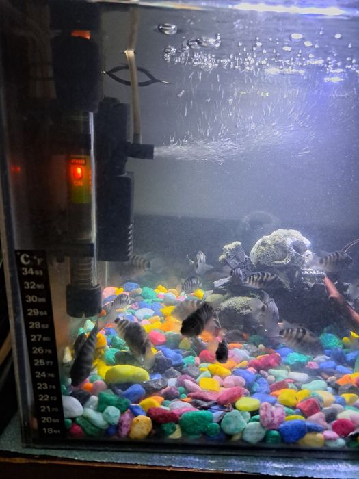 Аквариум баликлари билан сотилади