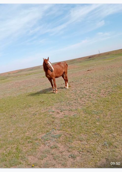 Продам  коня (Ат) жорга 11-12 лет.