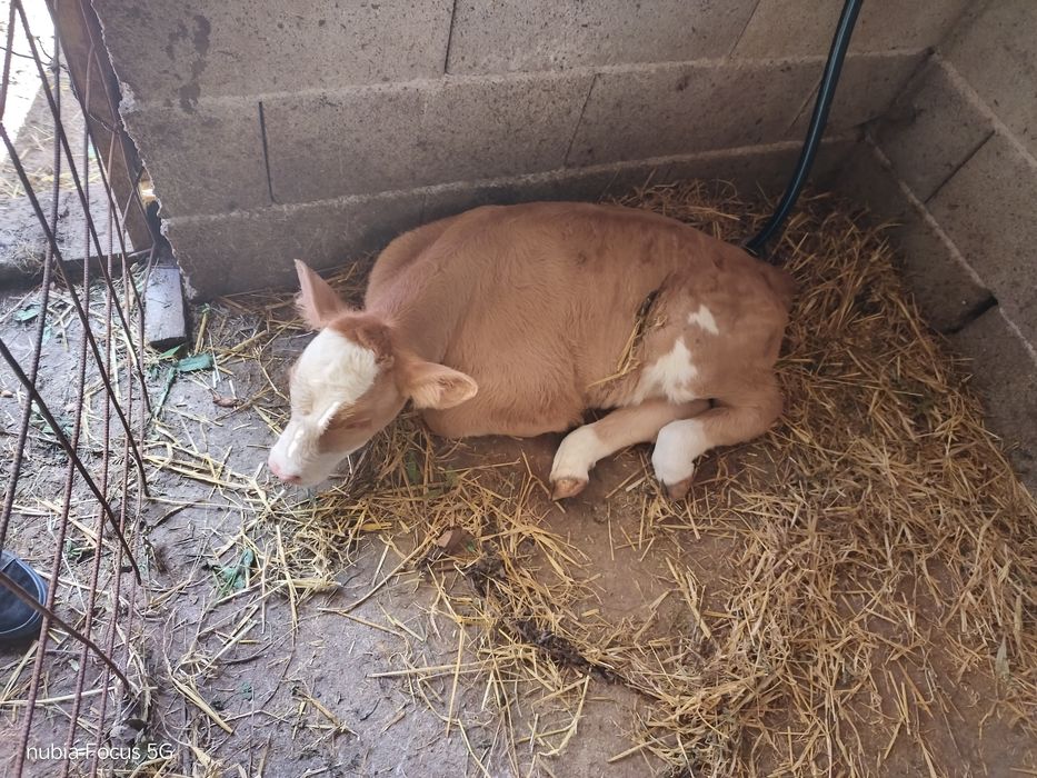 Vând vaca cu vițel