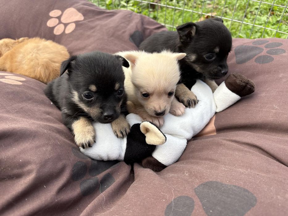 Чихуахуа пинчер мини