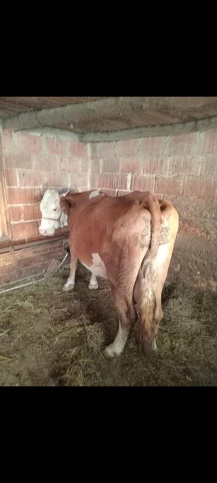 Vand vaca de 8 ani gestanta de 6 luni jumate pret 6500 lei neg