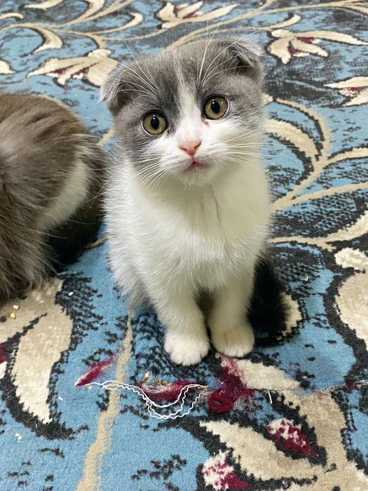 scottish fold toza qon